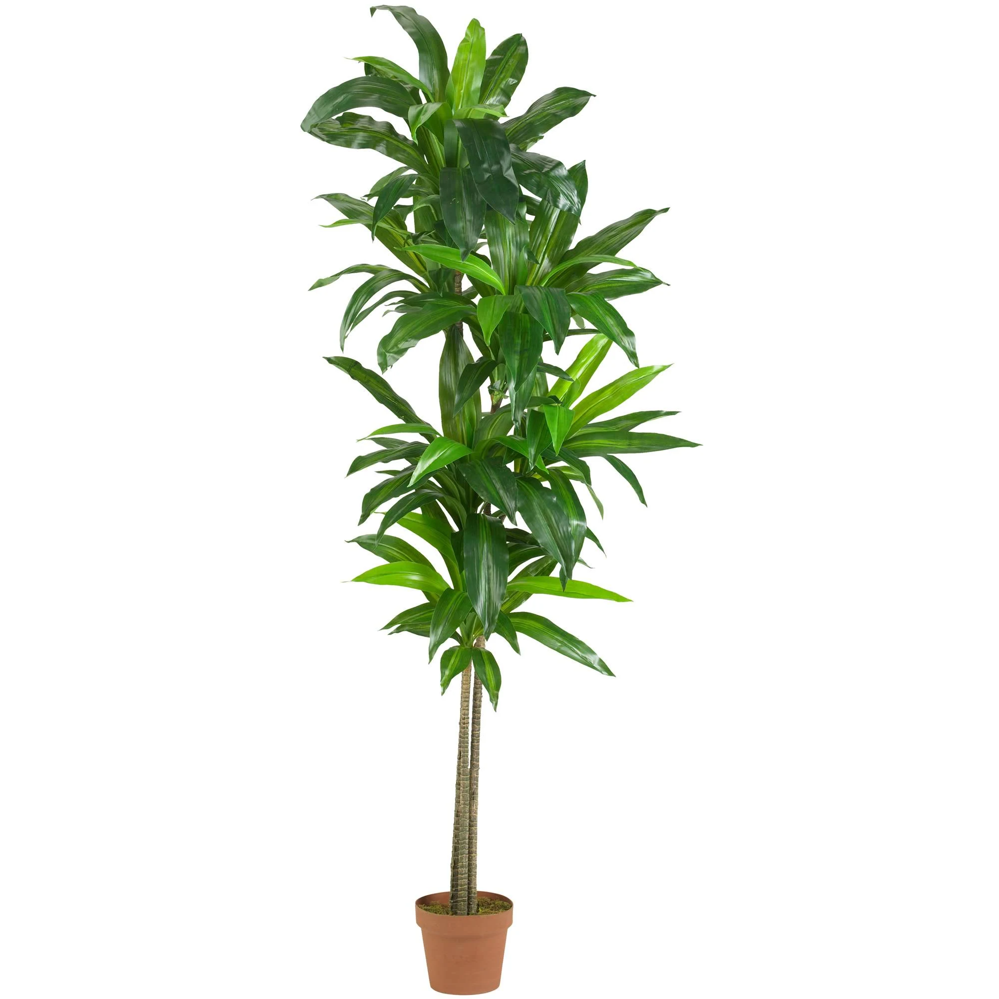 Nearly Natural 6 ft. Dracaena Silk Plant Real Touch