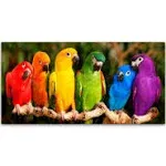 Trademark Fine Art -Mike Jones Photo 'Rainbow Parrots' Canvas Art