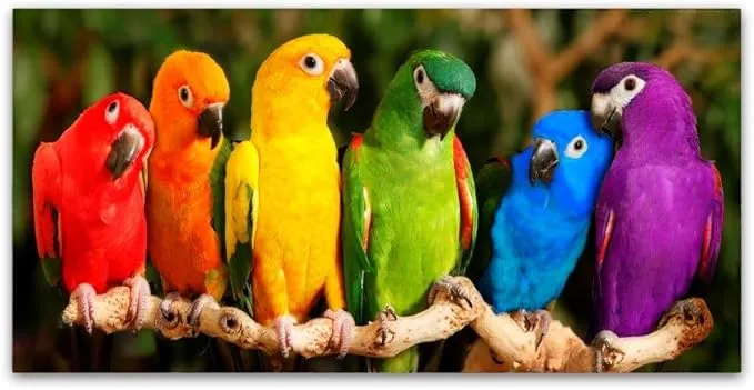 Trademark Fine Art Rainbow Parrots Wall Decor