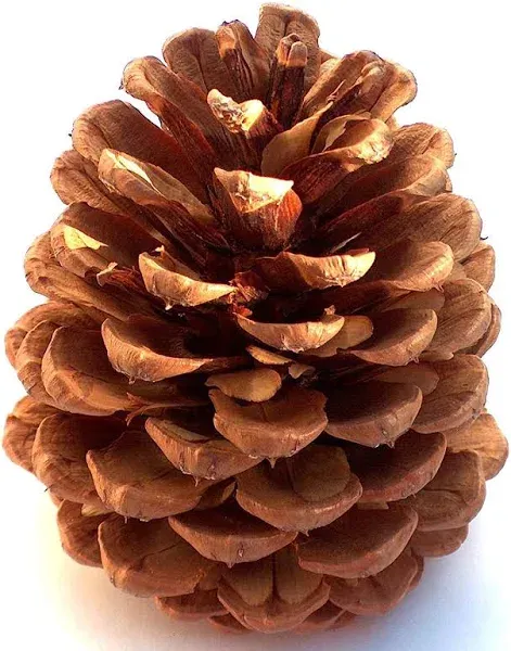 Winter Woods Cinnamon Scented Pinecones