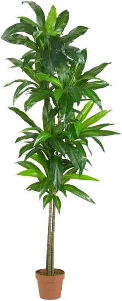 6’ Dracaena Silk Plant (Real Touch)