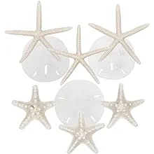 White Starfish and Sand Dollars 4 to 6in Finger Starfish 3 to 3.5in Sand Dollars 3 to 4in Knobby Starfish Set of 9 Real White Starfish Decor