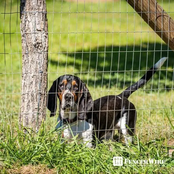 Fencer Wire 2 ft. x 50 ft. 12.5-Gauge Welded Wire Fence with 2 in. x 4 in. Mesh, Galvanized Welded Fence Wire Roll