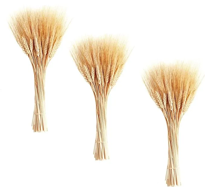 Dried Wheat Stalks 50 Stems Wheat Sheaves for Decorating Wedding Table Home Kitchen (15.7 inches Yellow)